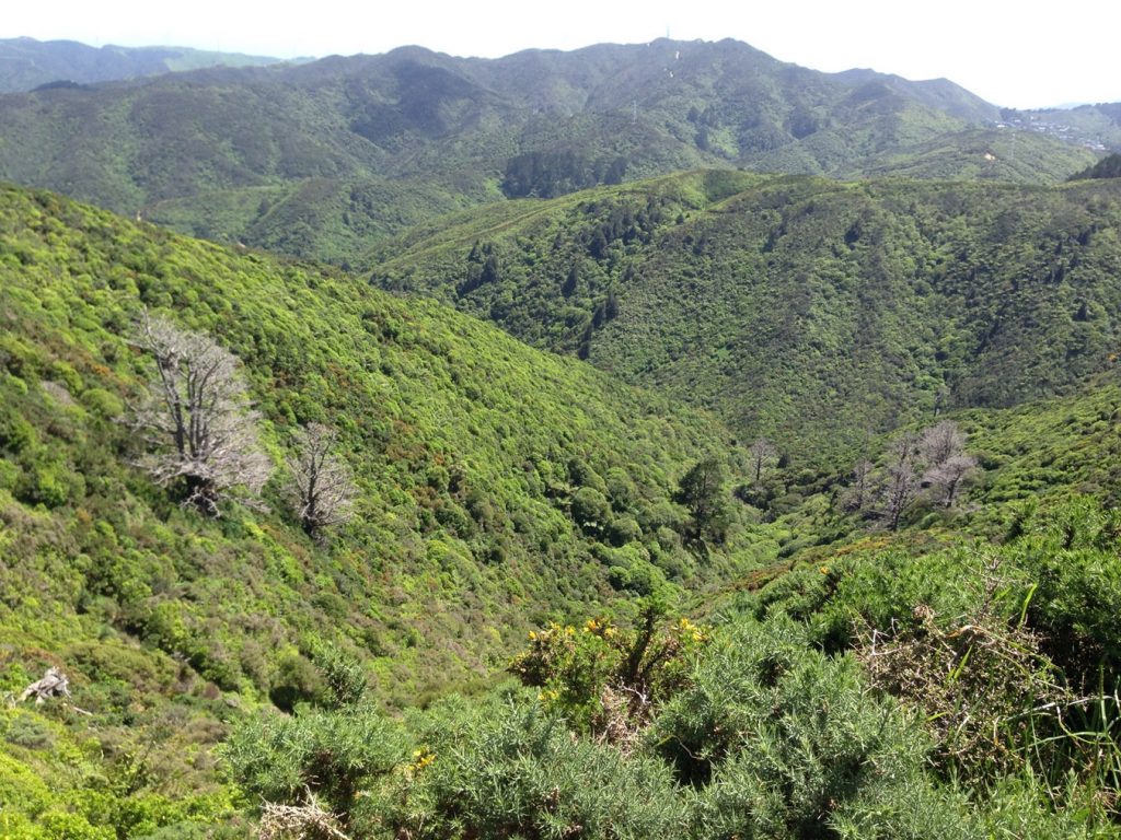 longgully
